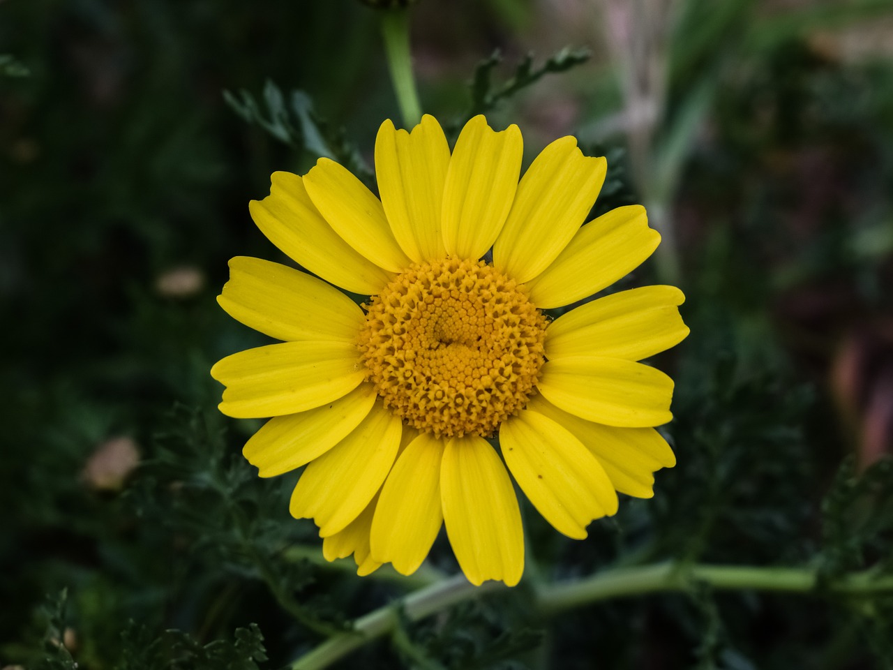 煙臺開發(fā)區(qū)百合花花屋（煙臺開發(fā)區(qū)百合花花屋電話） 全國水族館企業(yè)名錄 第1張