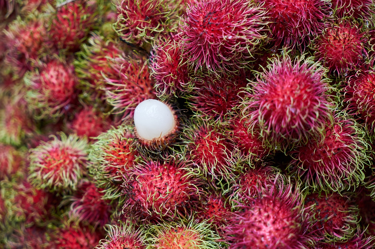 紅尾過背金龍魚圖片欣賞視頻（過背金龍魚尾巴是什么顏色） 過背金龍魚 第2張