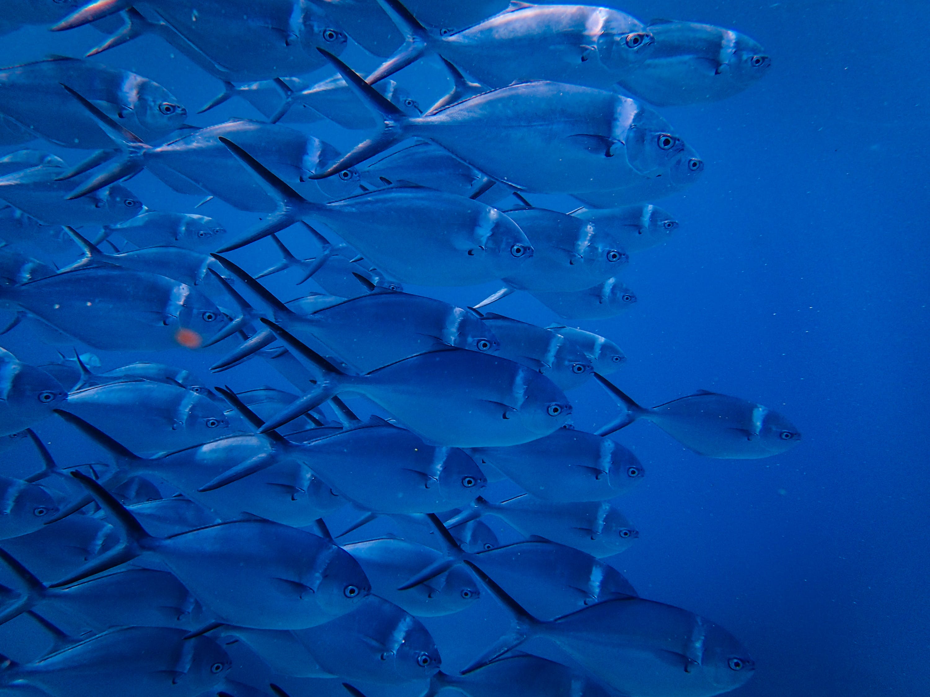 銀龍魚(yú)用什么燈光好一點(diǎn)（銀龍魚(yú)需要什么燈光）