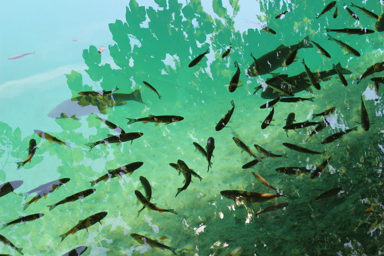 黑雷龍魚多少錢一條（黑雷龍魚多少錢一條圖片） 祥龍水族護理水 第5張