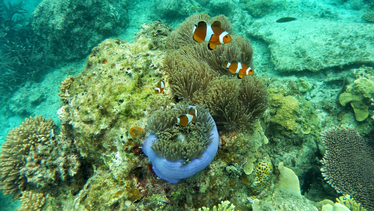 一個魚缸兩條龍魚可以嗎_（一個缸里可以養(yǎng)兩條龍魚嗎）