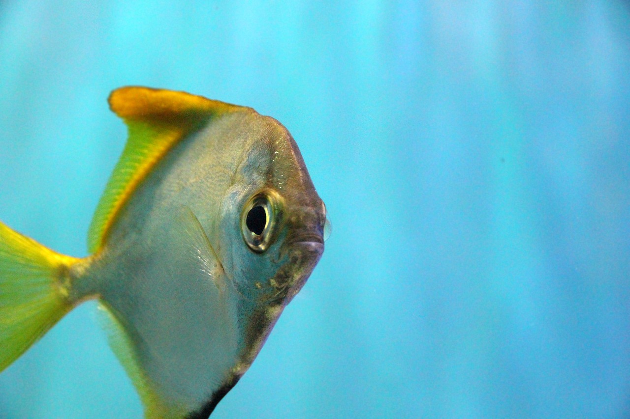 秦皇島水族批發(fā)市場在哪里有賣魚的 觀賞魚水族批發(fā)市場 第3張