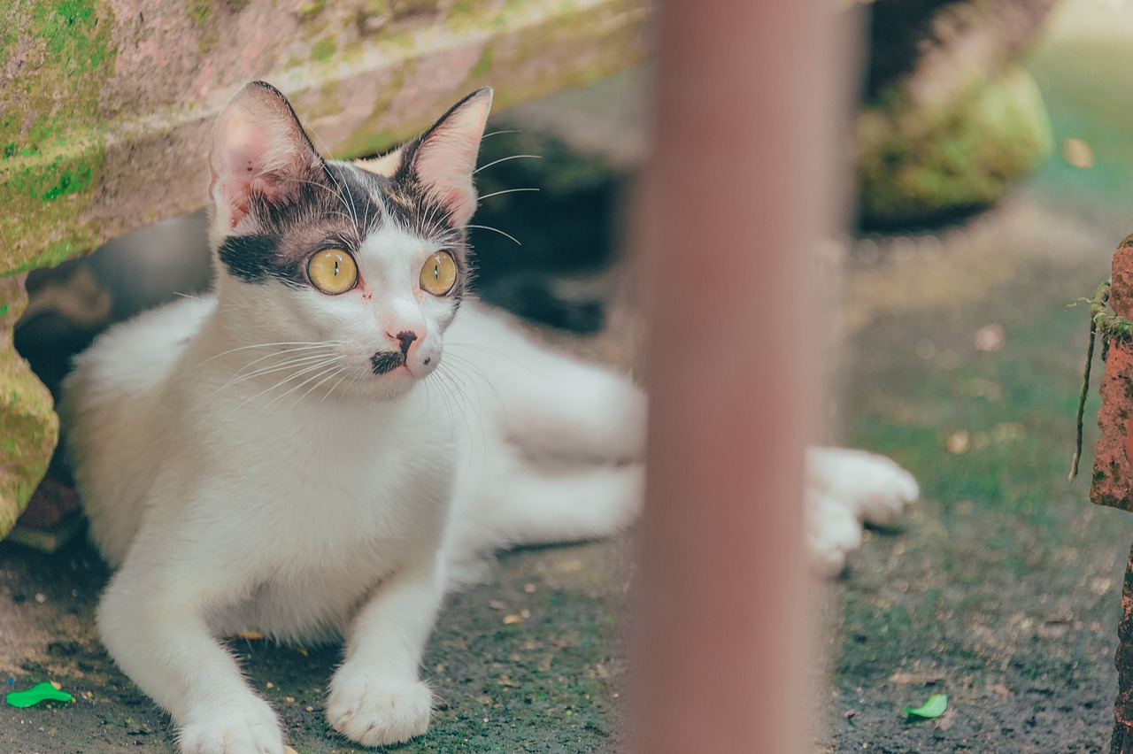 斑馬鴨嘴飼養(yǎng)溫度是多少度（斑馬鴨嘴長的快嗎） 斑馬鴨嘴魚 第3張