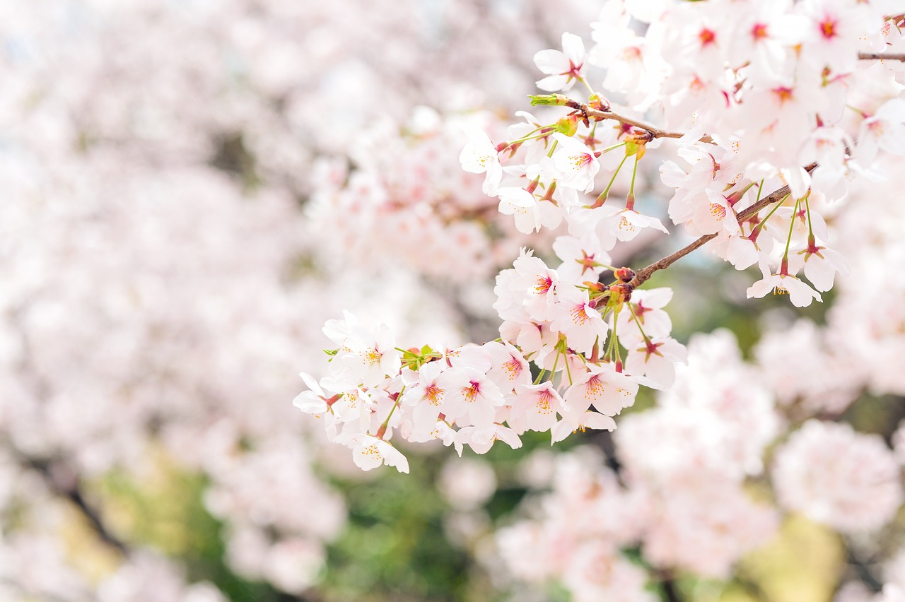 南關區(qū)石紅梅花卉行