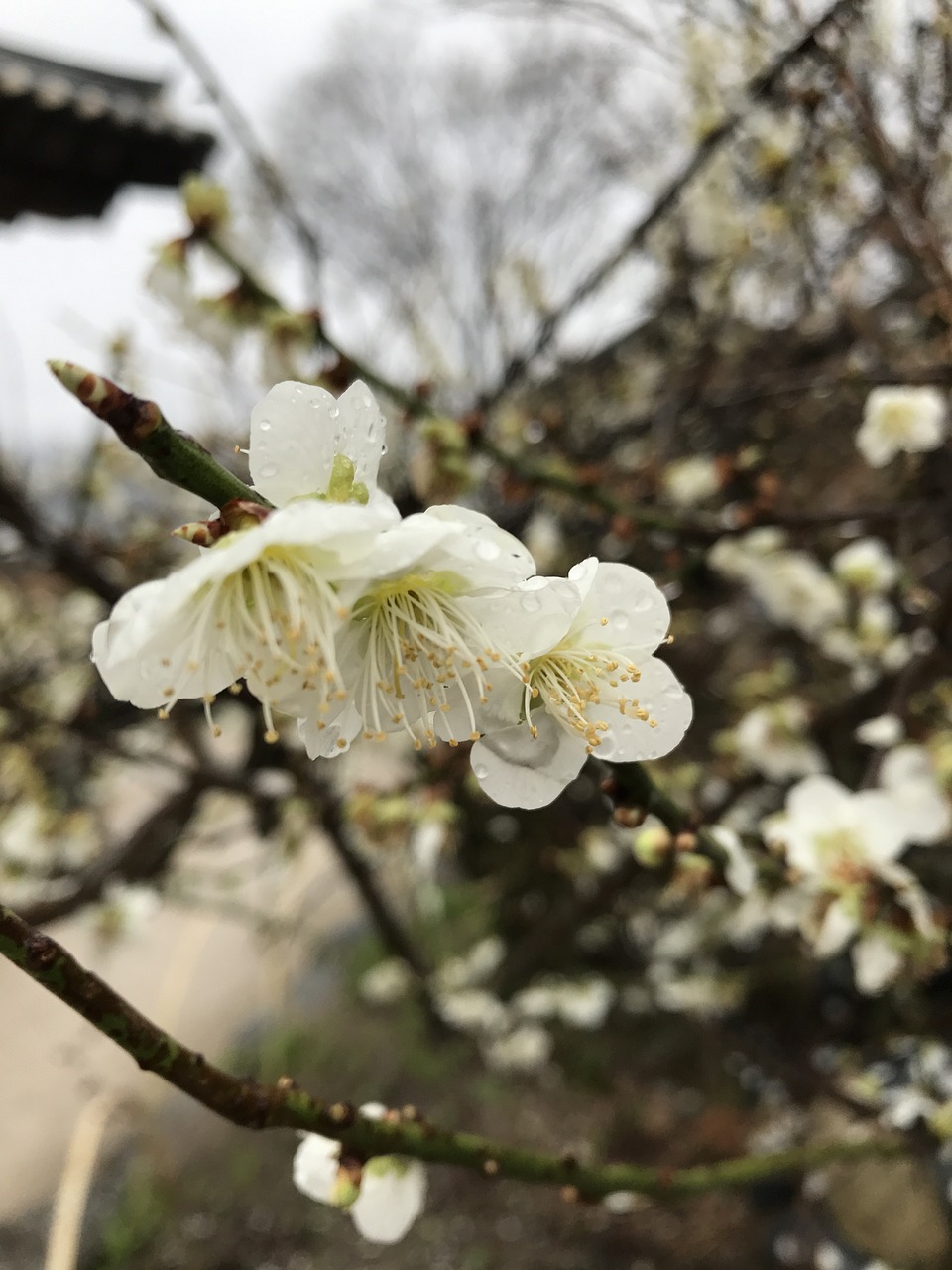 上饒縣花花世界（上饒花海）