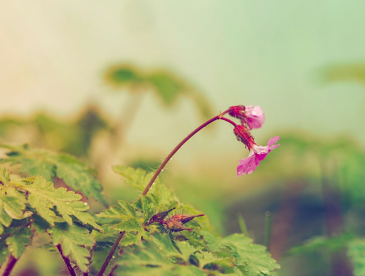 上饒縣花花世界（上饒花海）