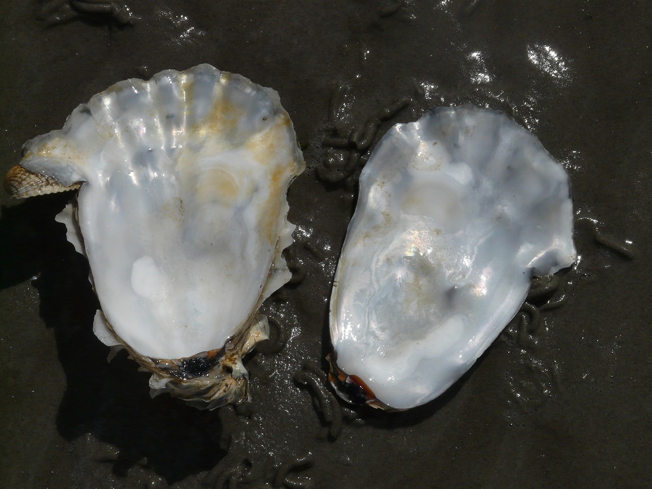 藍(lán)寶石雷龍魚（藍(lán)寶石雷龍魚好養(yǎng)嗎）