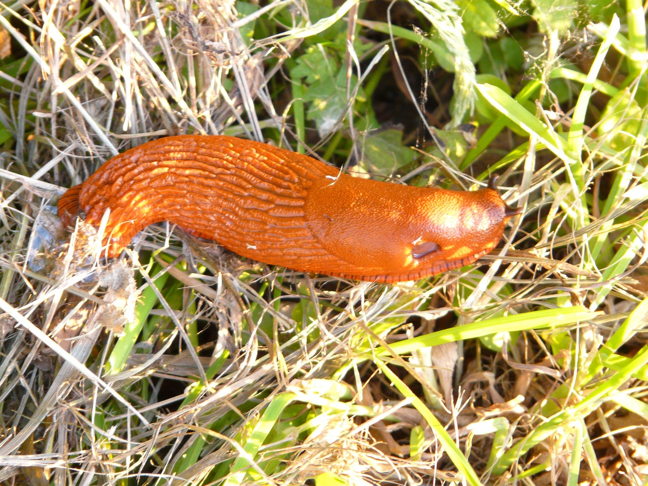 金魚嘴巴發(fā)紅很少游（金魚嘴紅腫什么情況） 溫控設(shè)備 第1張