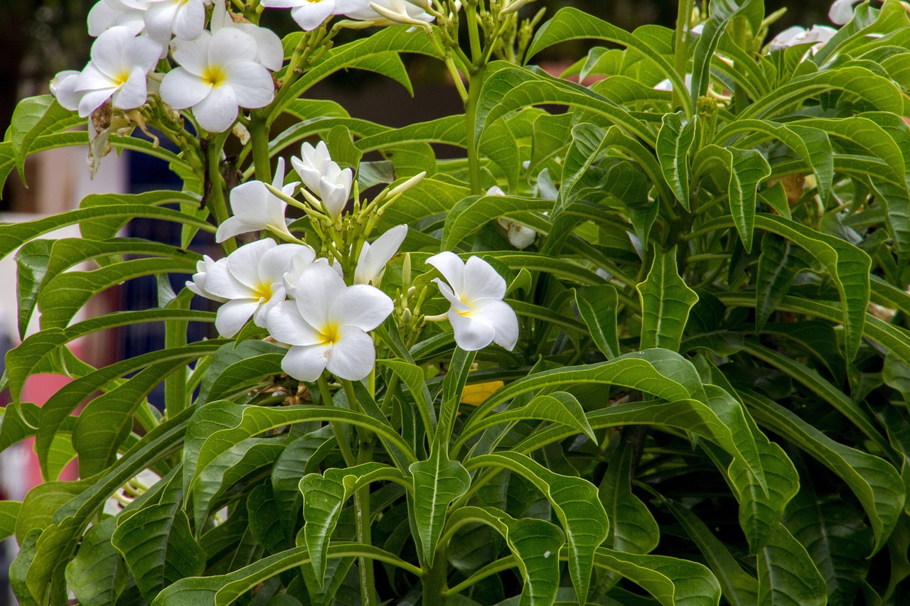 花草觀賞魚苗現(xiàn)在哪賣（花草觀賞魚苗現(xiàn)在哪賣好）