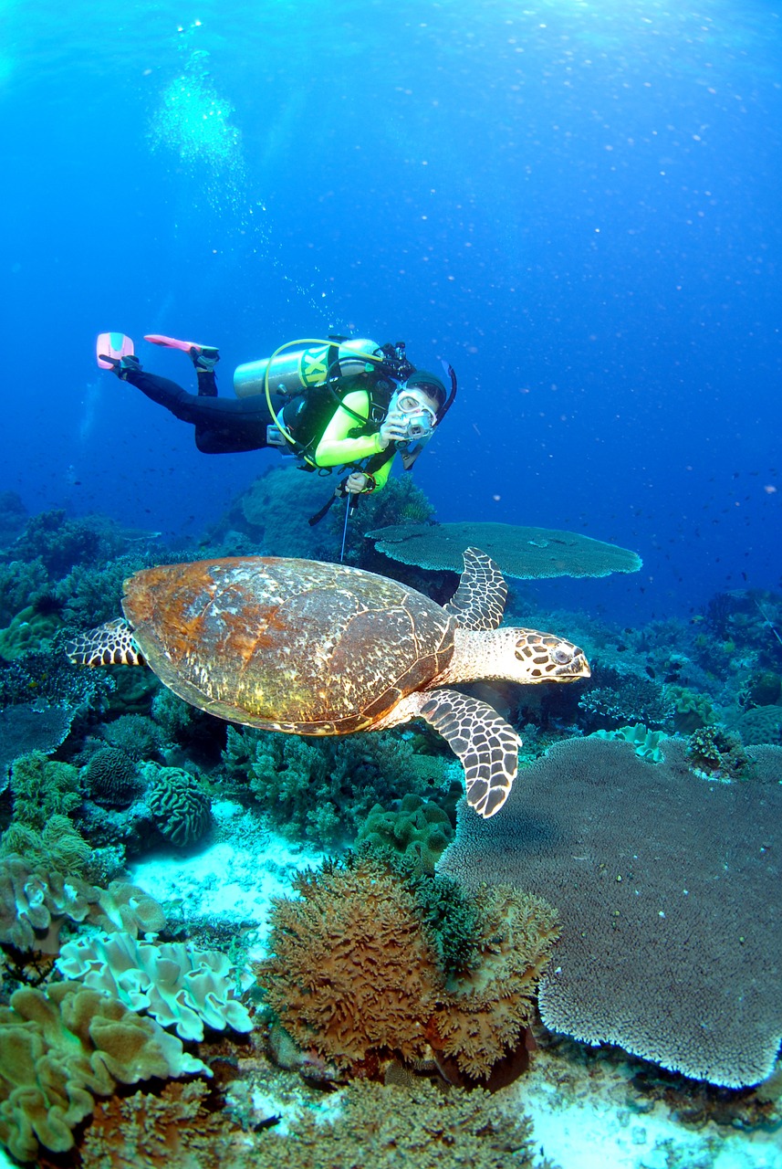 如何養(yǎng)好招財(cái)魚(yú)和地圖魚(yú)（如何養(yǎng)好招財(cái)魚(yú)和地圖魚(yú)視頻） 觀賞魚(yú)企業(yè)目錄 第2張