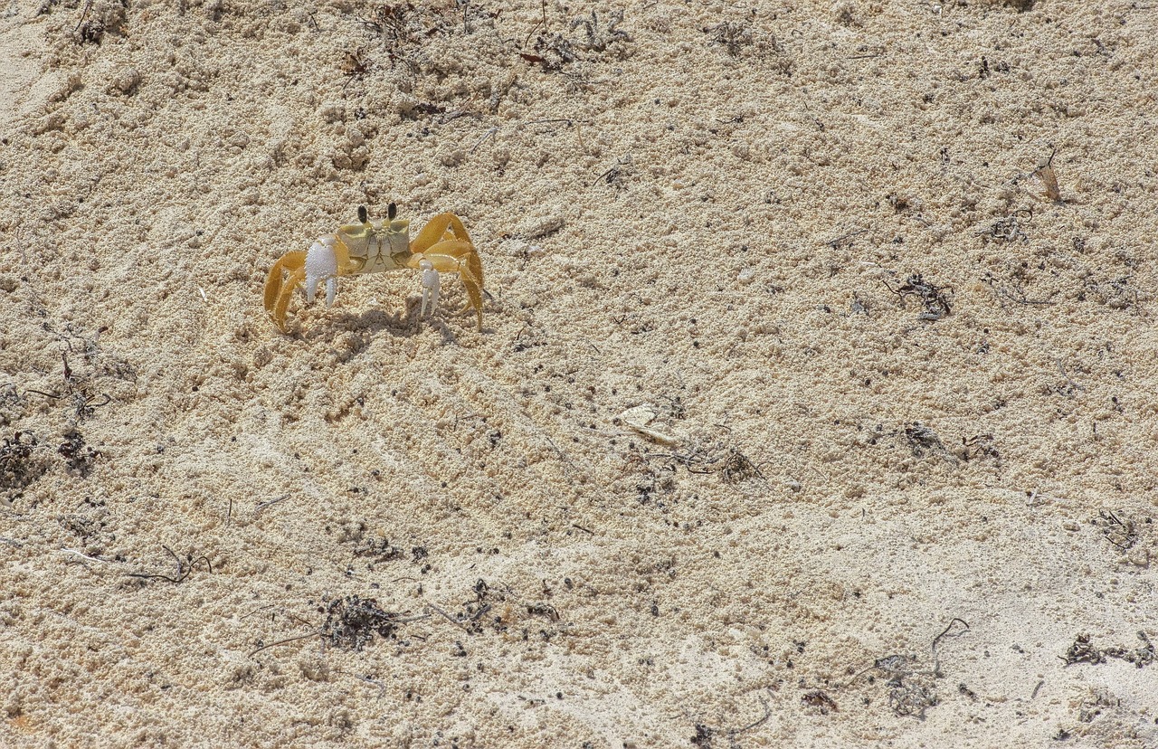 白鯊魚觀賞魚喂養(yǎng)方法（觀賞魚藍(lán)鯊能和什么在一起養(yǎng)） 肺魚 第2張