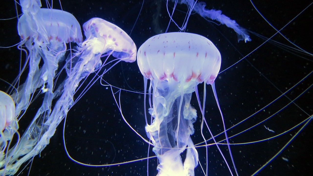 市北區(qū)魚得水水族館（青島魚得水房地產(chǎn)開(kāi)發(fā)有限公司）