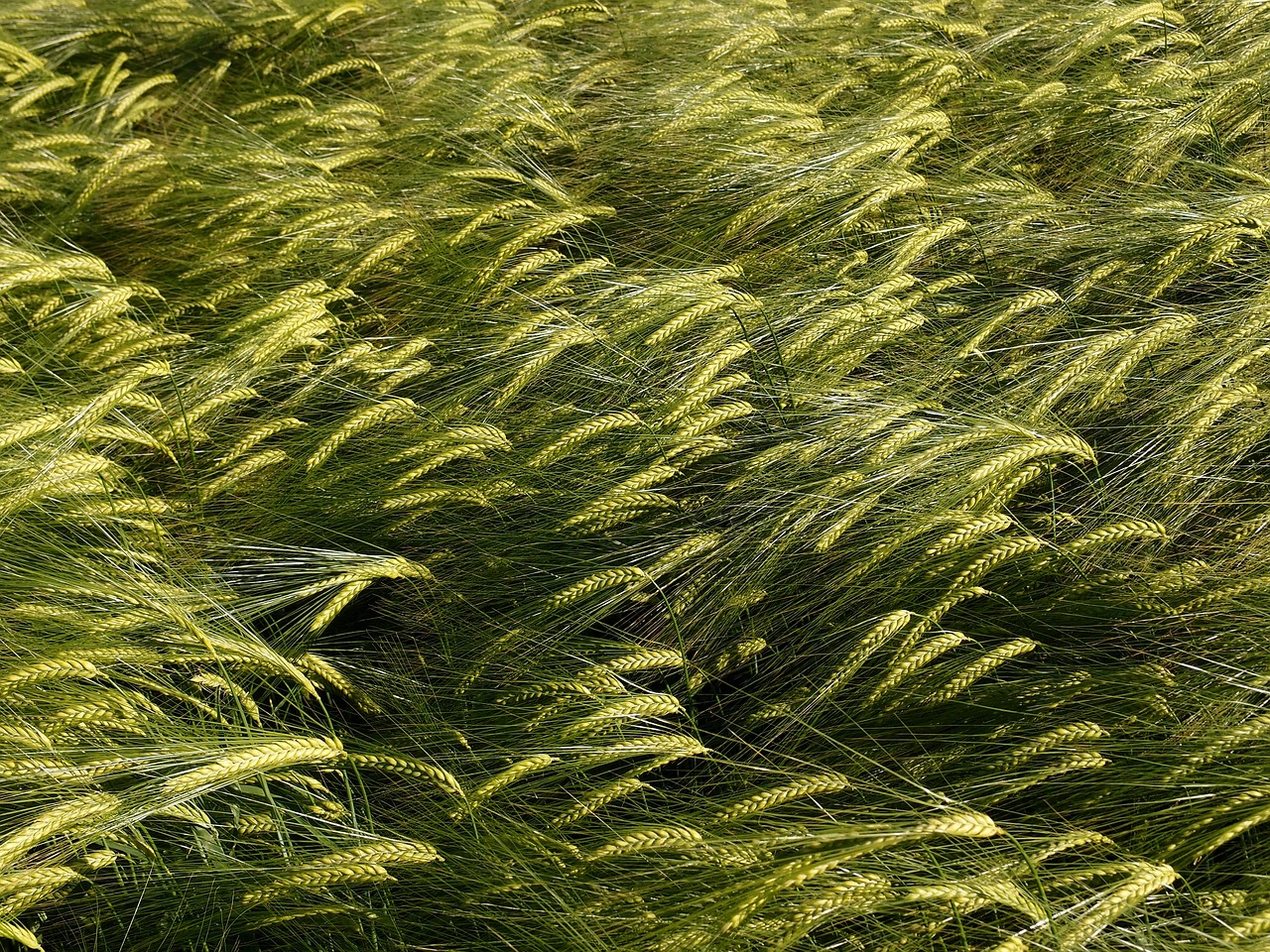 魚缸水草種子種植方法視頻教程全集（魚缸水草種子種植方法視頻教程全集下載）