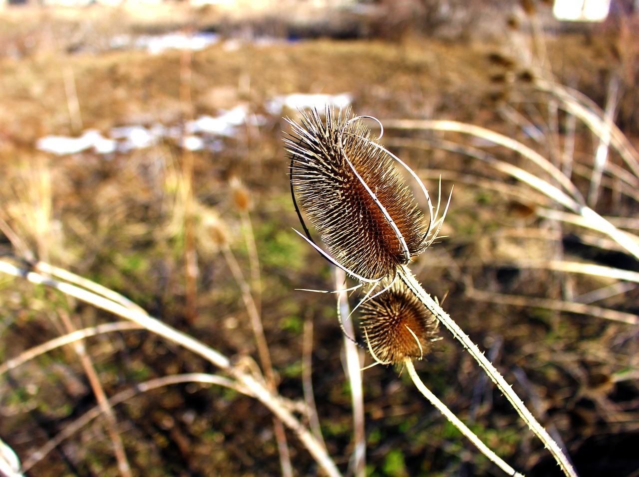 野生小魚苗怎么養(yǎng)殖（野生魚苗家里怎么養(yǎng)） 魚糧魚藥 第2張