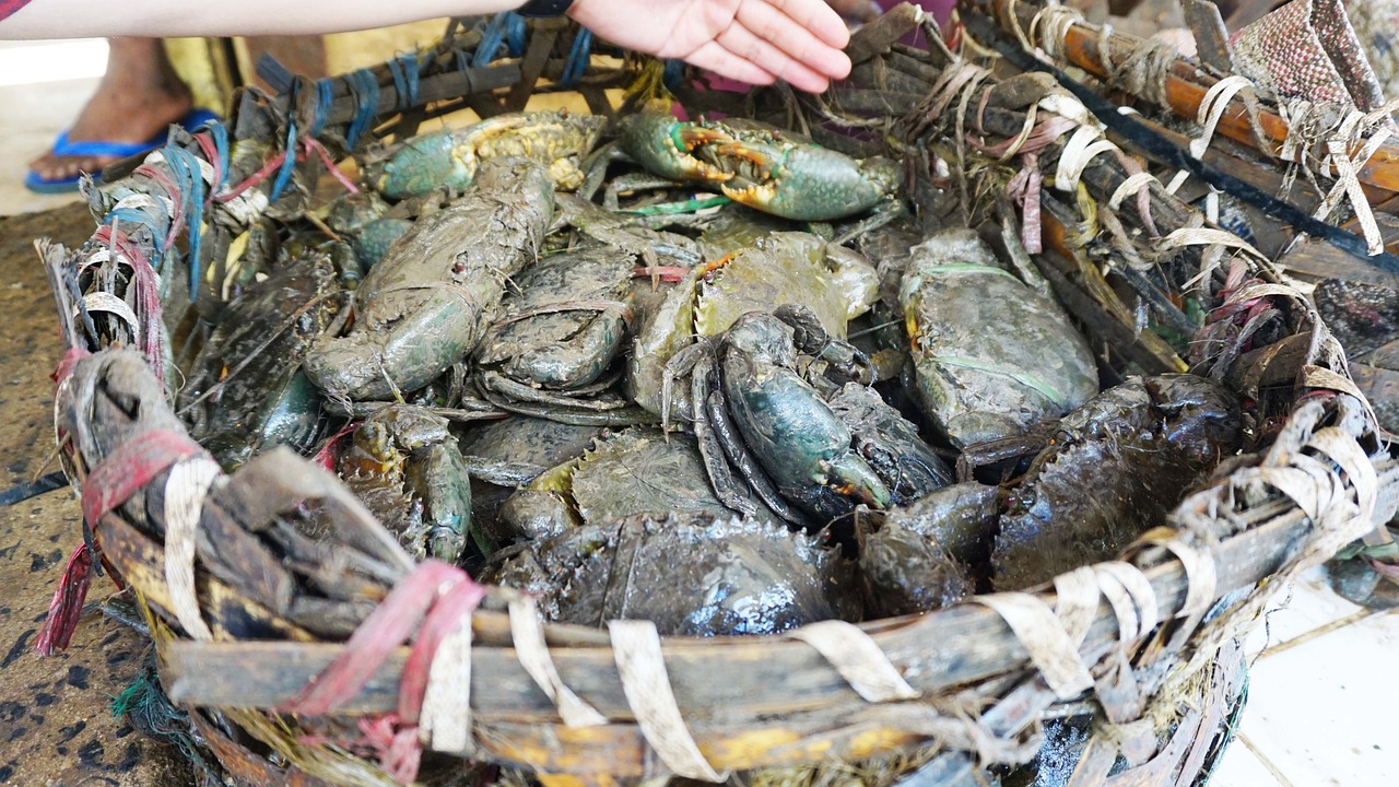 牡丹江觀賞魚食送貨到家（牡丹江賣觀賞魚的地方） 金頭過背金龍魚 第1張