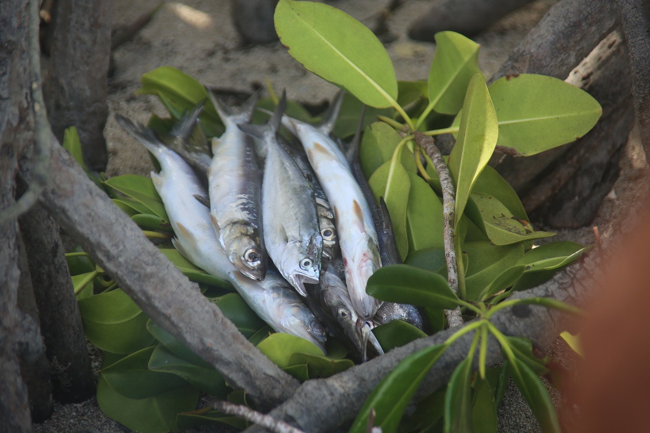 泰國鯽魚能和什么魚一起養(yǎng)呢（什么魚能和泰國鯽搭配）