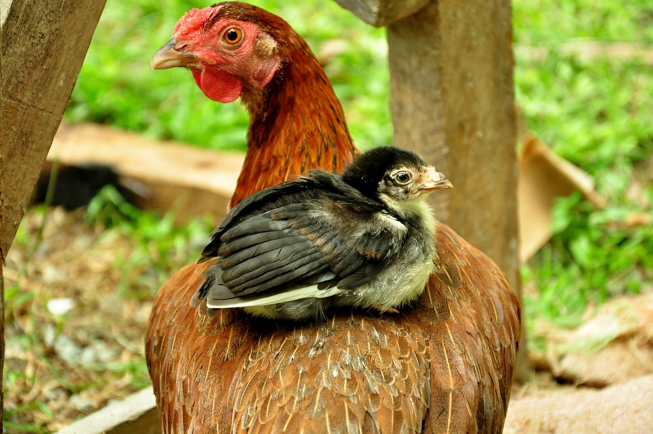 龍魚(yú)最長(zhǎng)幾天可以不喂食了（龍魚(yú)幾天喂一次比較好） 申古銀版魚(yú) 第3張