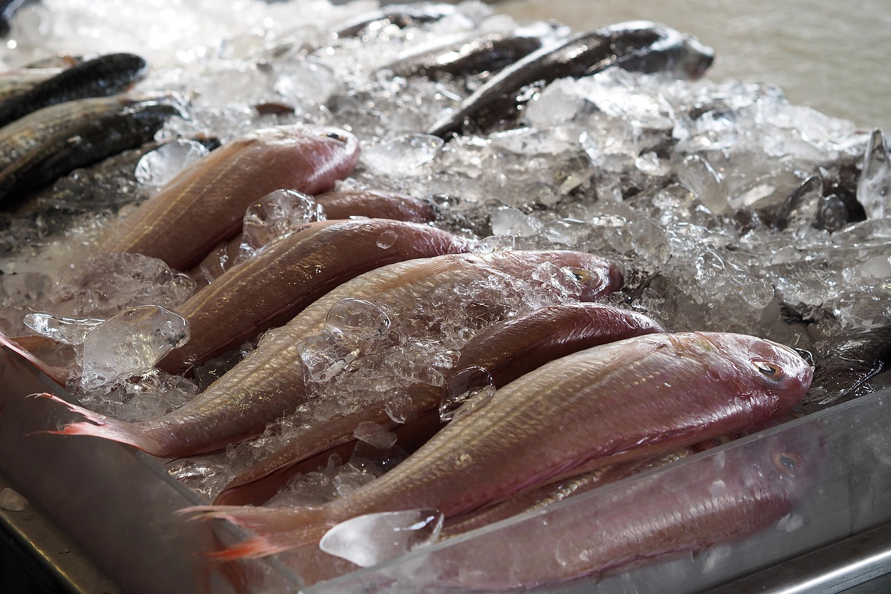 雷龍魚(yú)的圖片大全欣賞