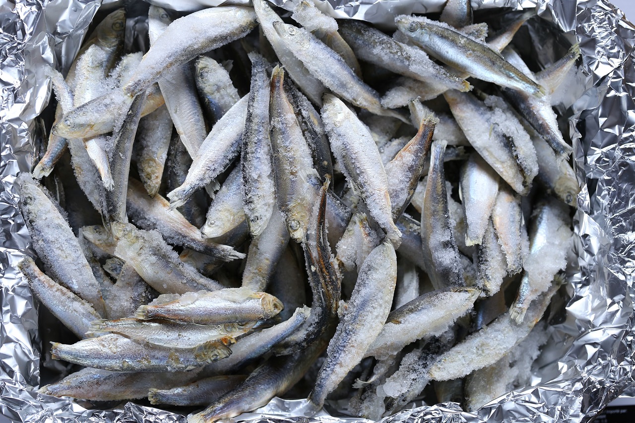 鼠魚多少溫度合適喂食物（鼠魚多少溫度合適喂食物呢） 祥龍水族濾材/器材 第2張