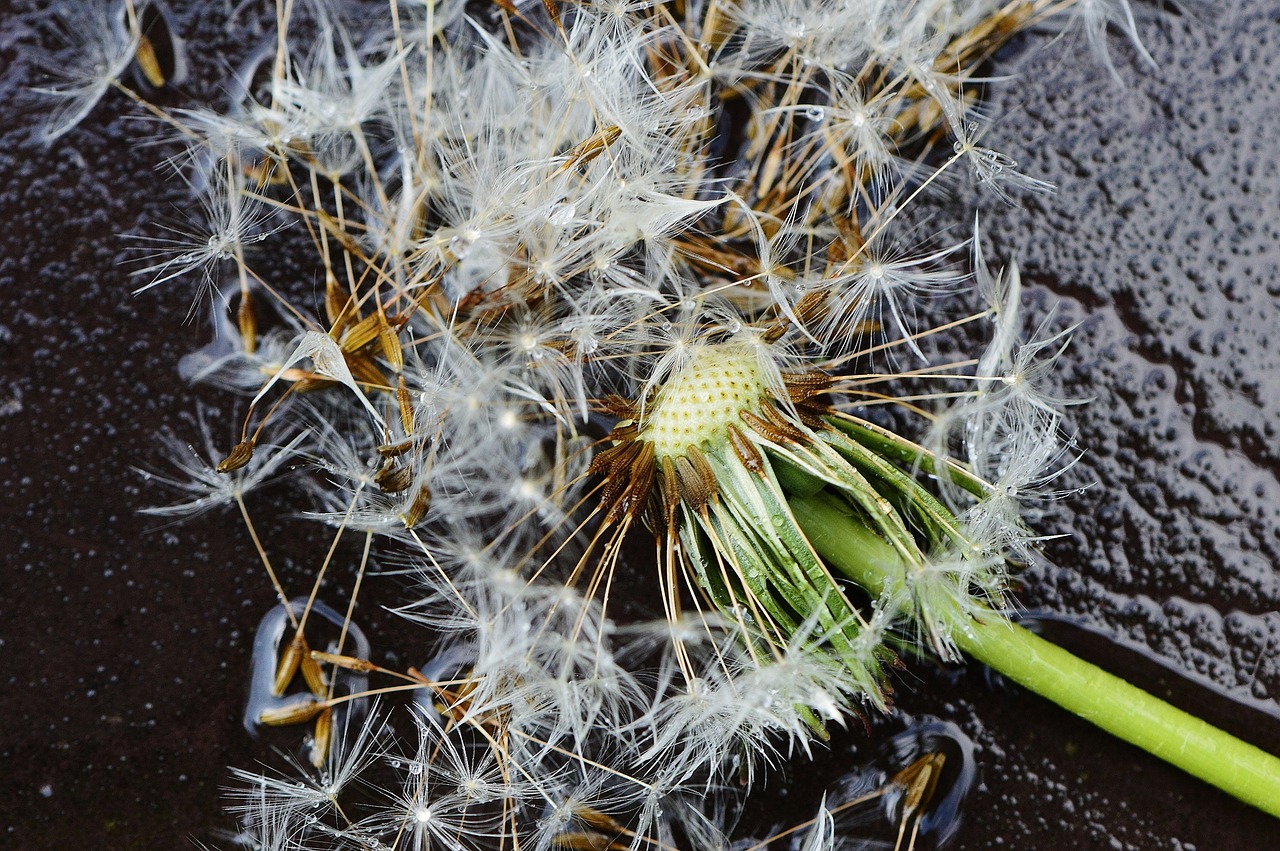 紅馬羅漢魚變白色有什么辦法恢復(fù)，紅馬羅漢魚變白是怎么回事 羅漢魚 第2張