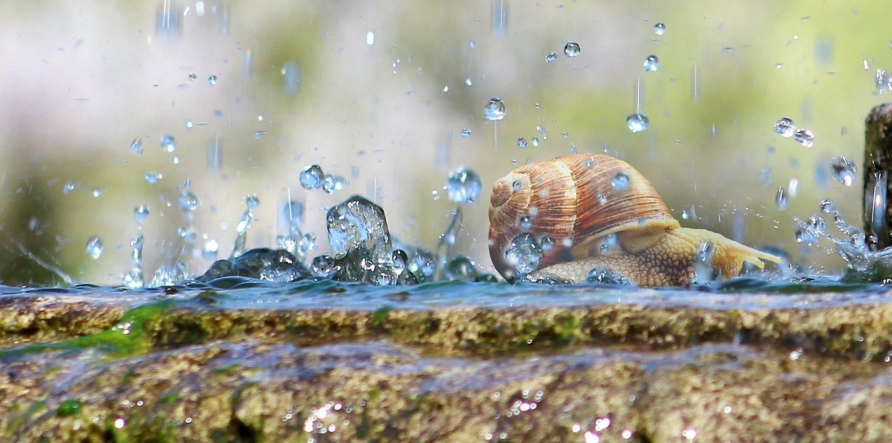 魚缸造景圖（魚缸造景圖片大全）