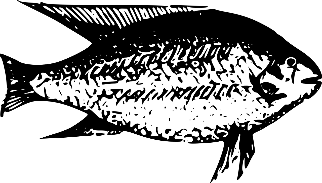 淡水小型觀(guān)賞魚(yú)什么魚(yú)最好養(yǎng)（好養(yǎng)的小型淡水觀(guān)賞魚(yú)）