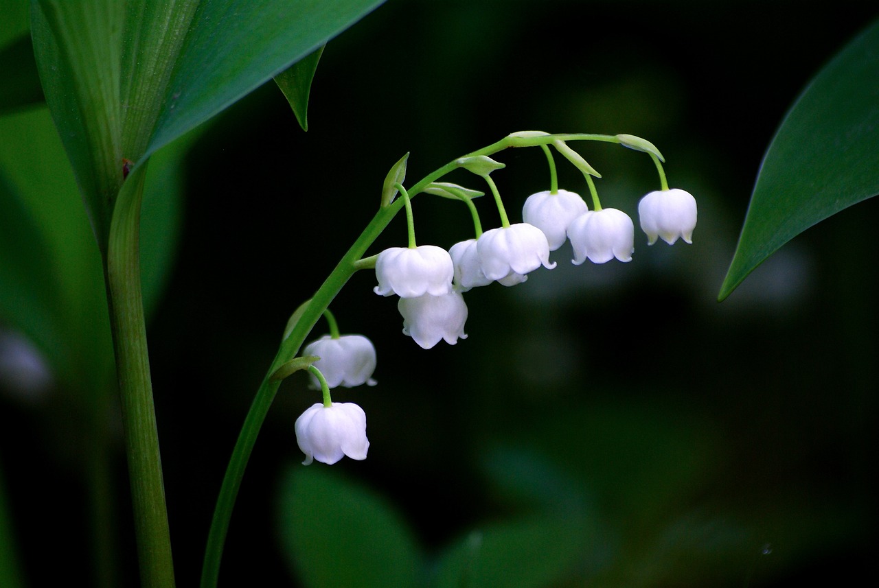 封丘縣城關(guān)鎮(zhèn)別樣紅花卉苑（封丘縣城關(guān)鎮(zhèn)別樣紅花卉苑電話）