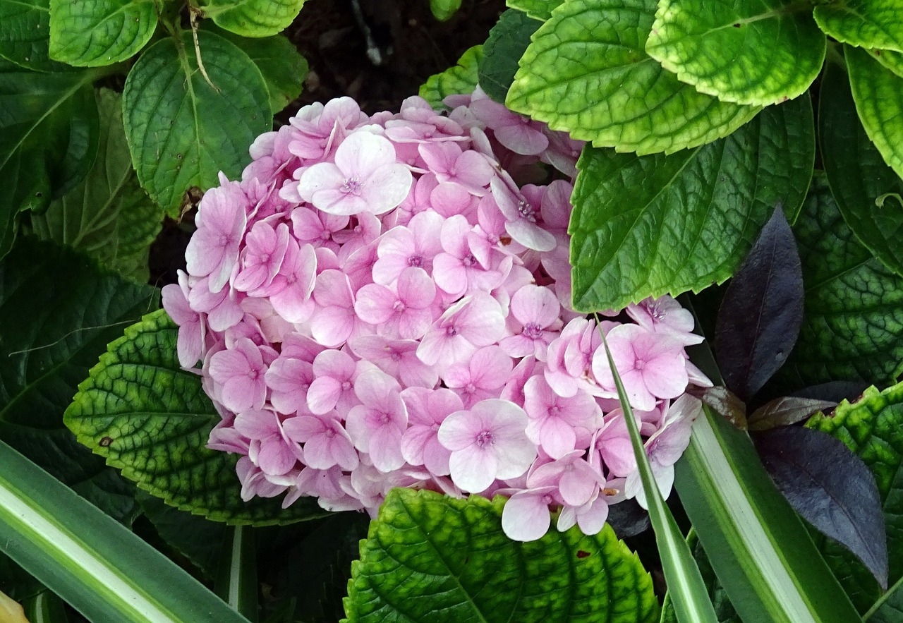 鄯善縣雙子花卉店（鄯善縣雙子花卉店電話） 全國(guó)水族館企業(yè)名錄 第1張