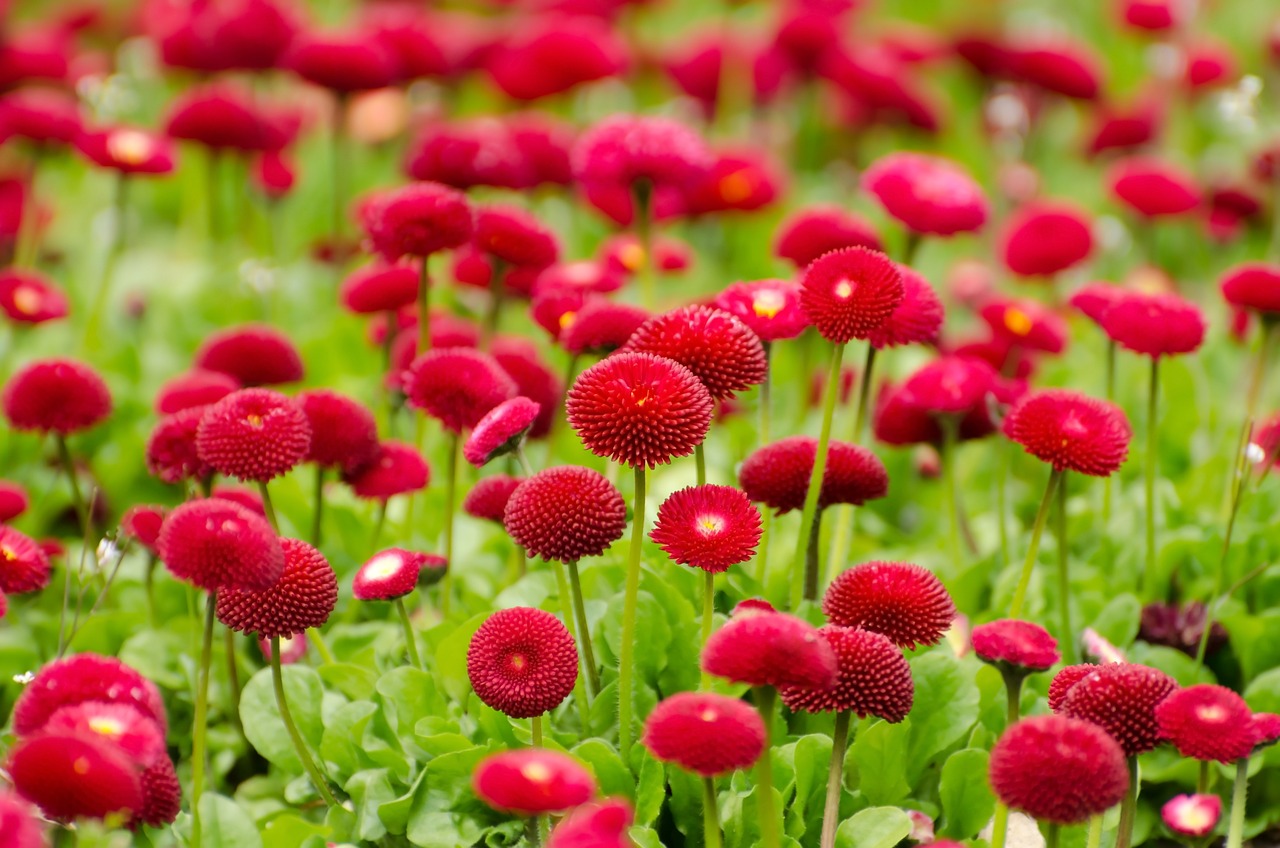 韓城市新城區(qū)植彩坊花卉中心（韓城市新城區(qū)植彩坊花卉中心電話）