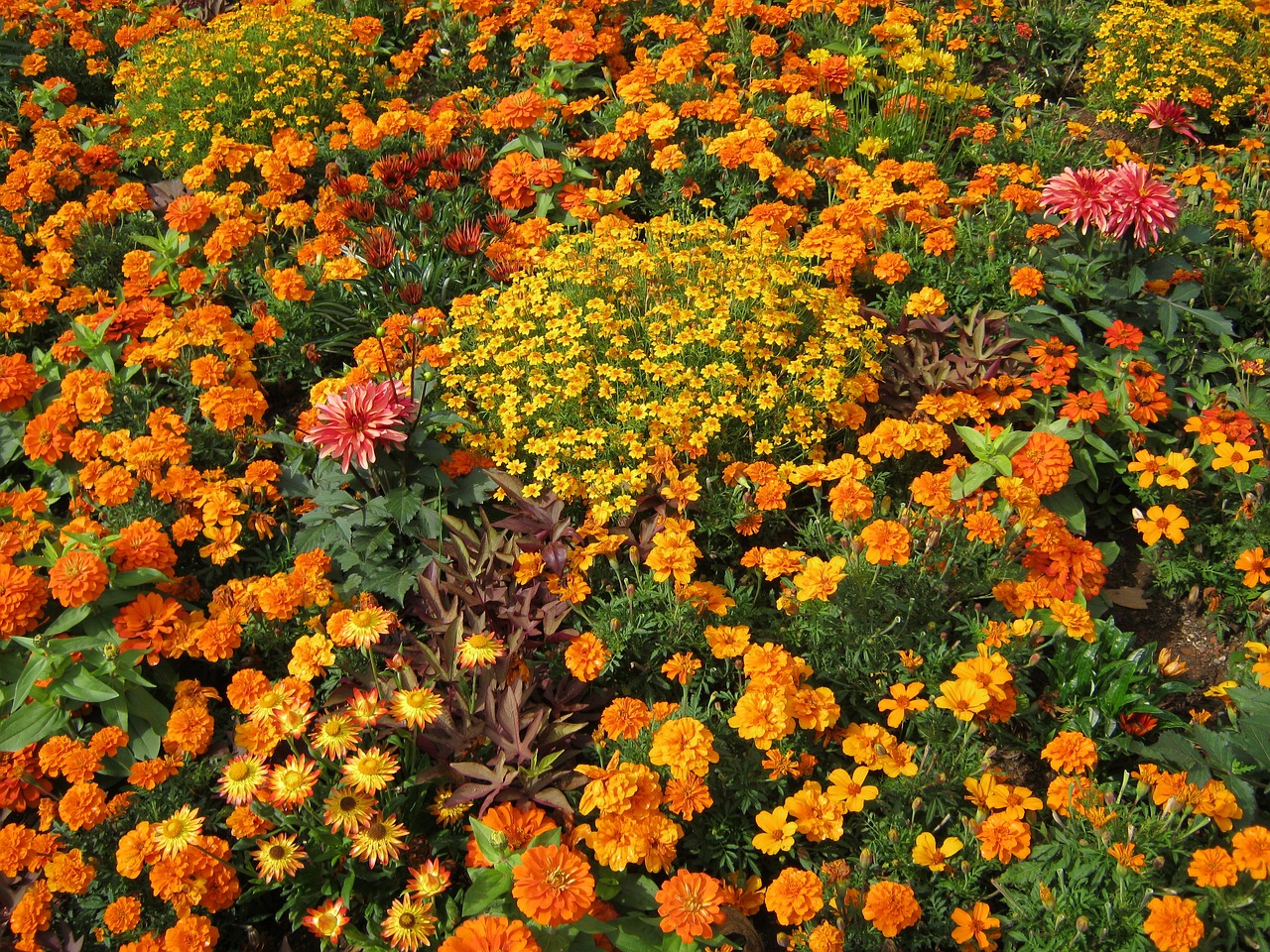 韓城市新城區(qū)植彩坊花卉中心（韓城市新城區(qū)植彩坊花卉中心電話） 全國水族館企業(yè)名錄 第5張