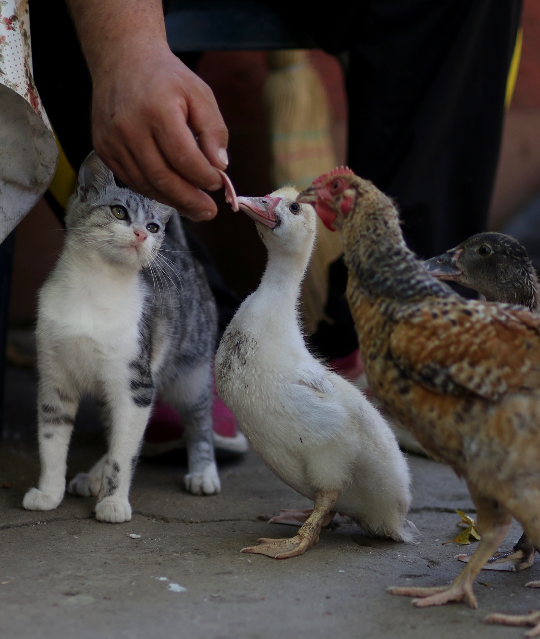 熊貓異形飼養(yǎng)與繁殖方法圖片(異形熊貓46苗子飼養(yǎng)) 龍魚專用燈 第3張