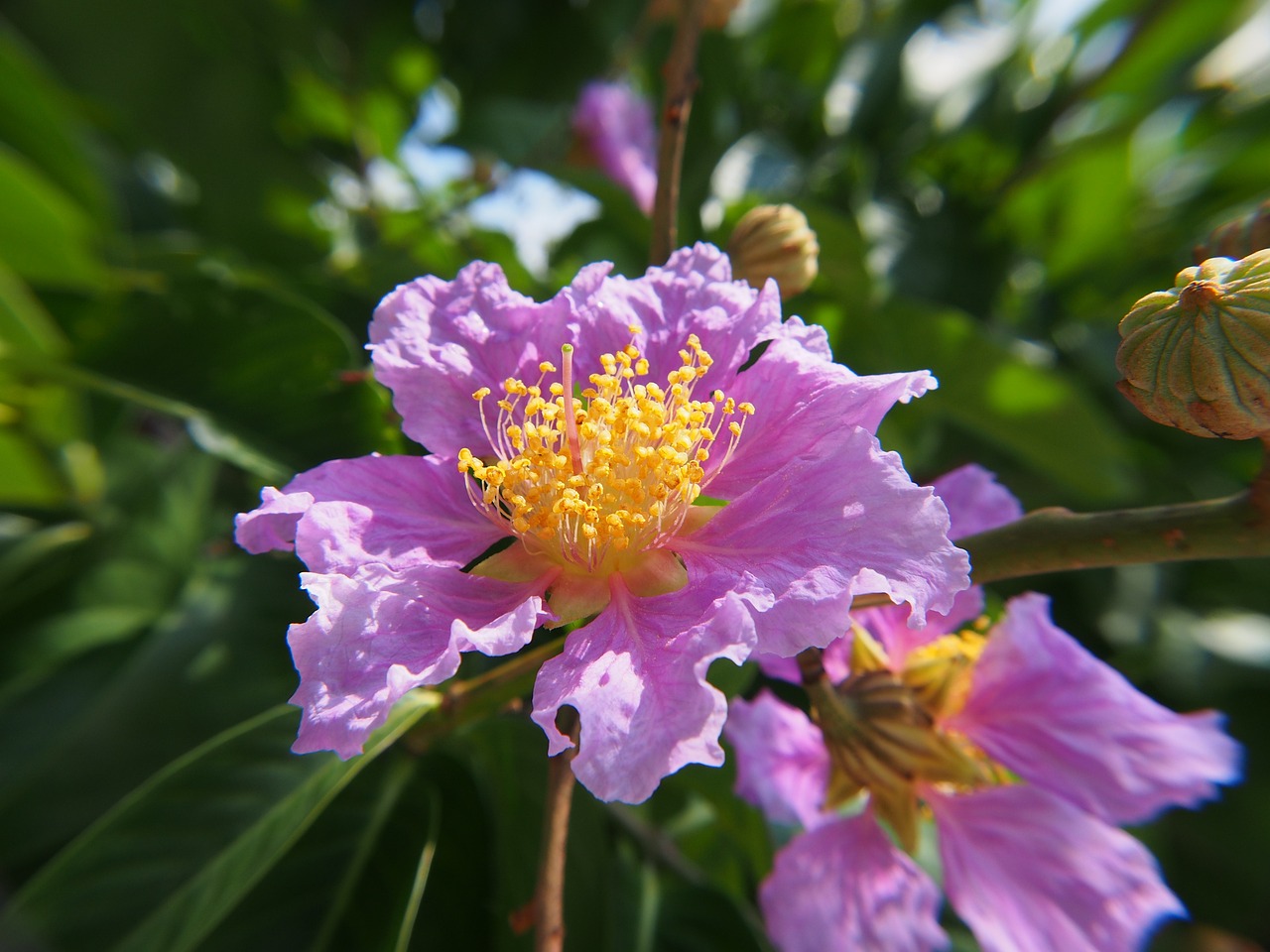 西區(qū)紫薇花卉店（西區(qū)紫薇花卉店地址） 全國(guó)水族館企業(yè)名錄 第1張