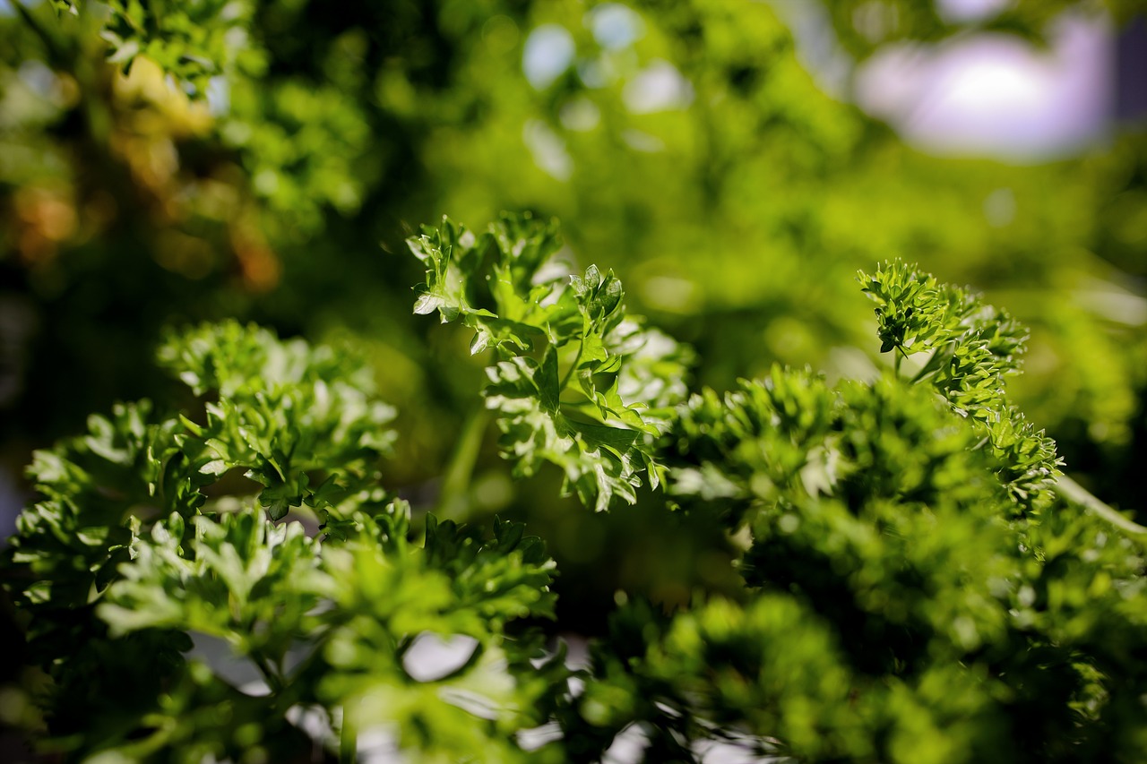 海缸燈可以養(yǎng)水草嗎（草缸燈可以用在海水缸嗎） 水草 第2張