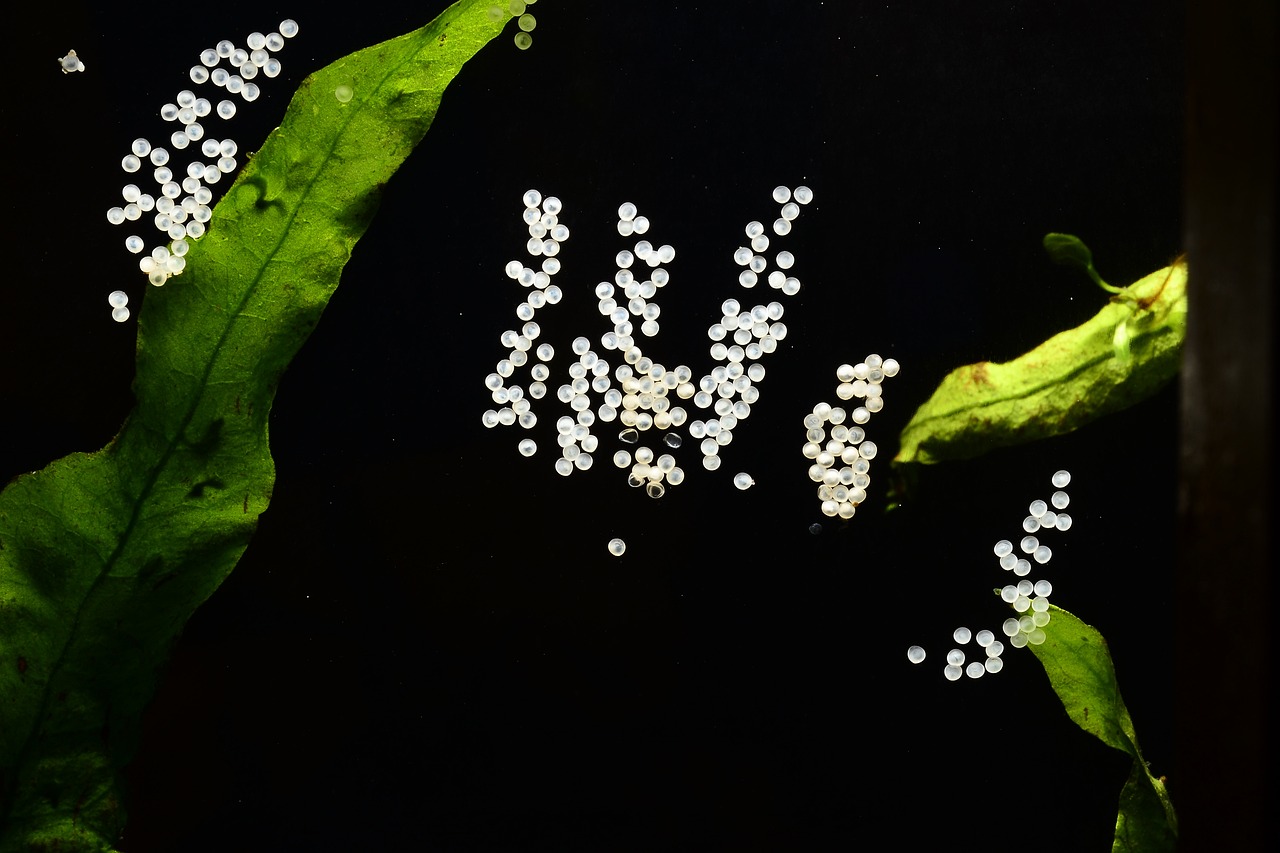 龍魚(yú)總撞魚(yú)缸是咋了回事?。堲~(yú)經(jīng)常撞缸是怎么回事）