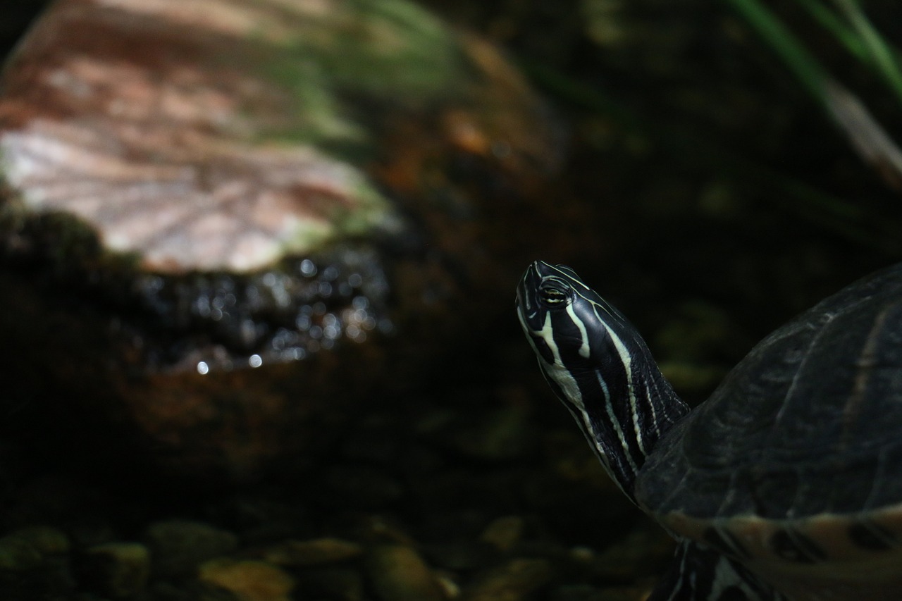 側濾魚缸怎么改上濾（側濾魚缸怎么改上濾水）