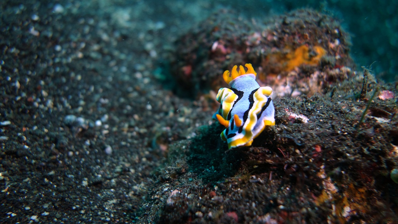 龍魚缸改海水缸（龍魚缸改海水缸怎么改）