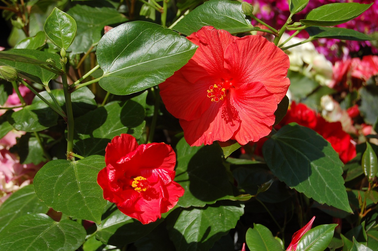 舞鋼市雅詩(shī)花卉行（舞鋼市雅詩(shī)花卉行業(yè)怎么樣） 全國(guó)水族館企業(yè)名錄 第4張