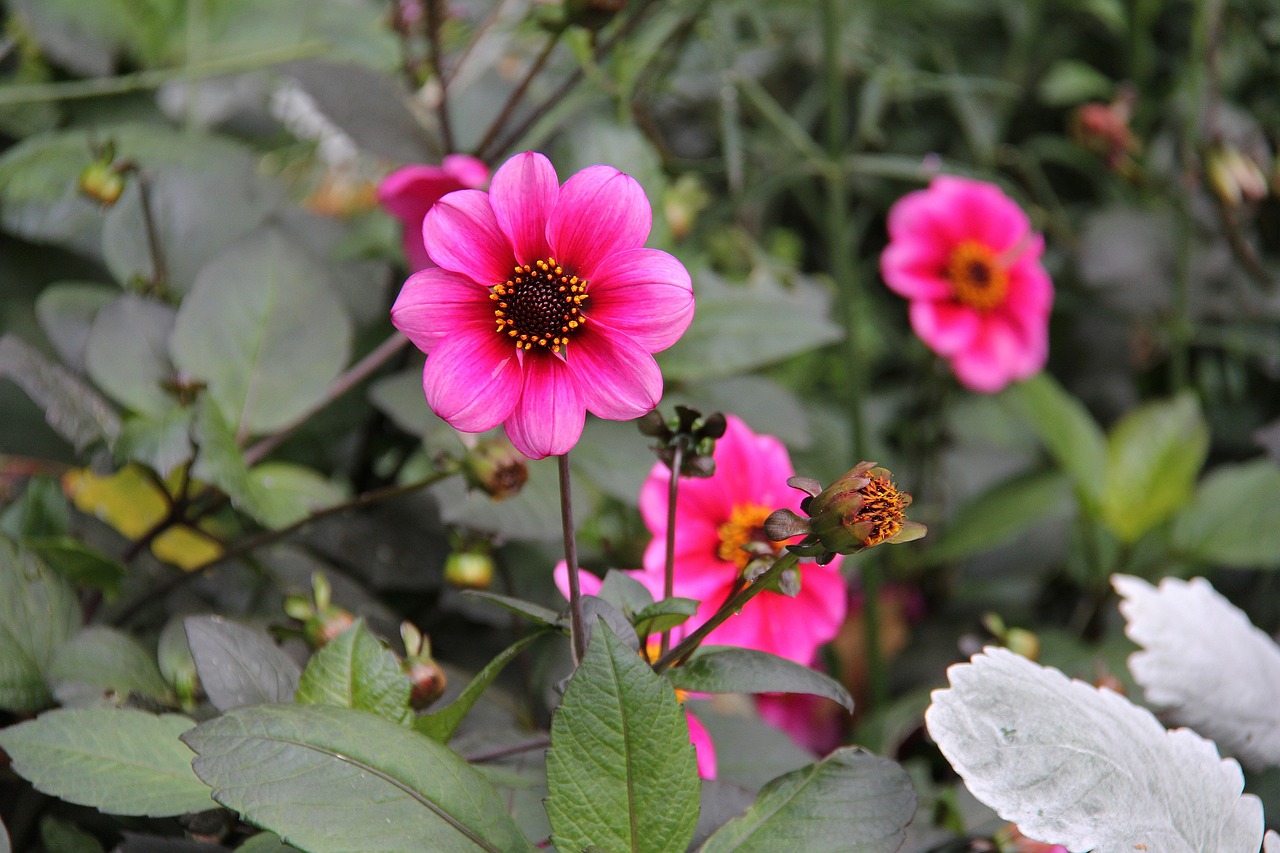 寶塔區(qū)紅化都市花鄉(xiāng)花卉店（寶塔區(qū)紅化都市花鄉(xiāng)花卉店地址） 全國水族館企業(yè)名錄 第2張