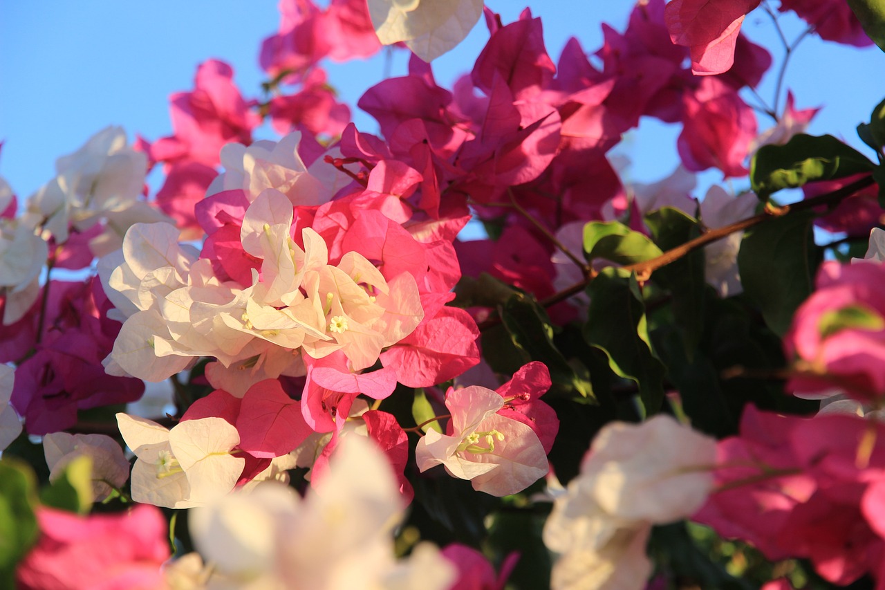 大慶市紅崗區(qū)花閣花卉（大慶市紅崗區(qū)花閣花卉市場）