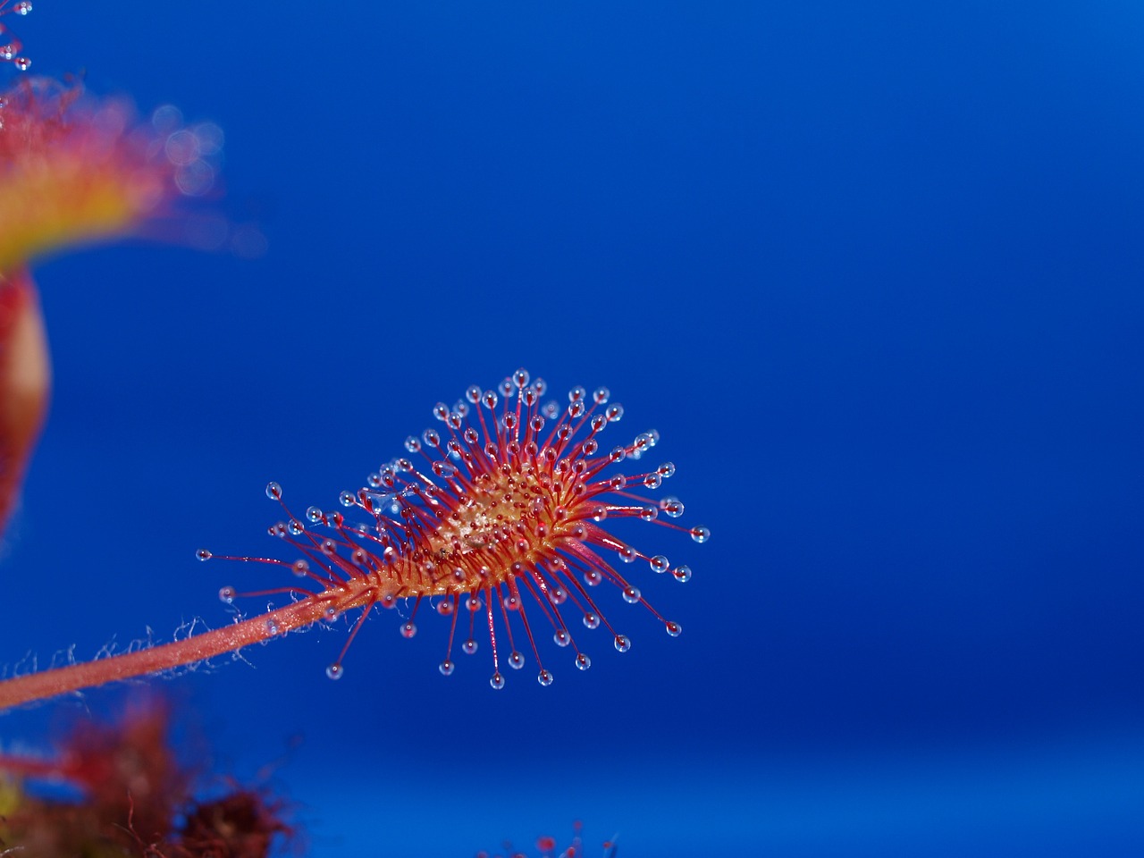 黑斑水虎魚怎么養(yǎng)出狀態(tài)（黑斑水虎魚可以混養(yǎng)嗎）