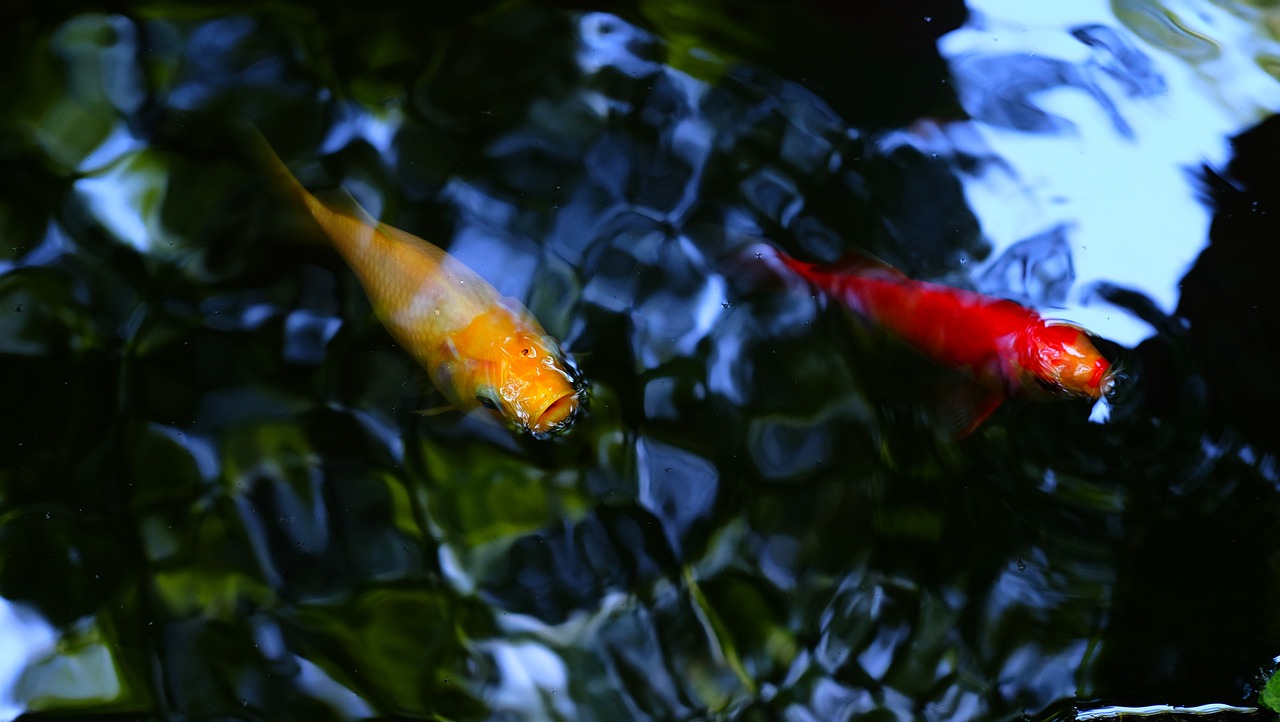 朝陽(yáng)錦鯉池維護(hù)（錦鯉魚(yú)池陽(yáng)光房） 白玉紅龍魚(yú) 第2張