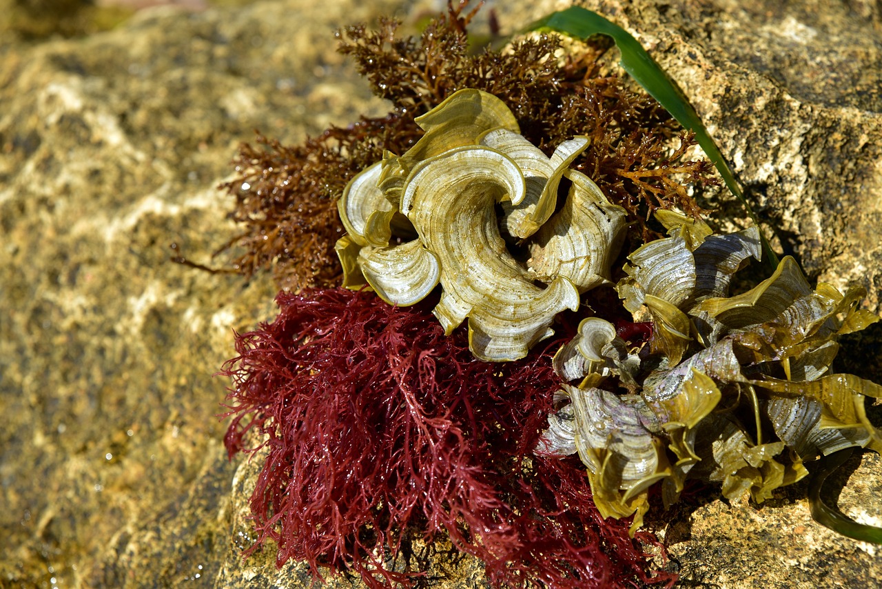 4厘米蘭壽魚(yú)苗怎么養(yǎng)有什么注意事項(xiàng) 紅老虎魚(yú) 第2張