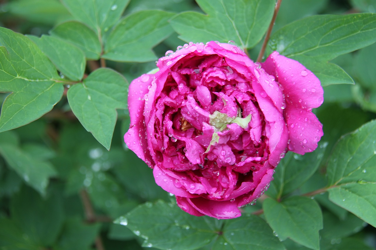 青羊區(qū)雨雨鮮花坊（青羊區(qū)雨雨鮮花坊地址） 全國水族館企業(yè)名錄 第1張