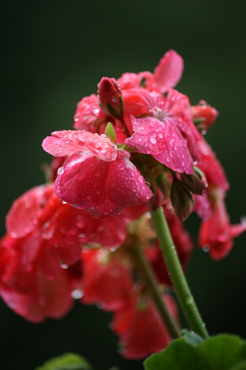 青羊區(qū)雨雨鮮花坊（青羊區(qū)雨雨鮮花坊地址） 全國水族館企業(yè)名錄 第2張