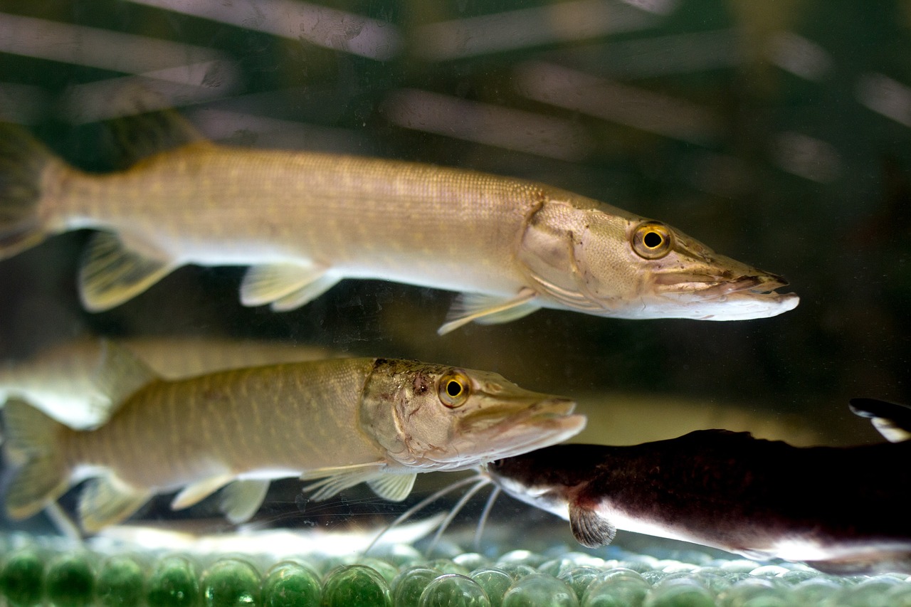 安陽水族批發(fā)市場在哪里有賣魚的（安陽水族觀賞魚大市場怎么樣）