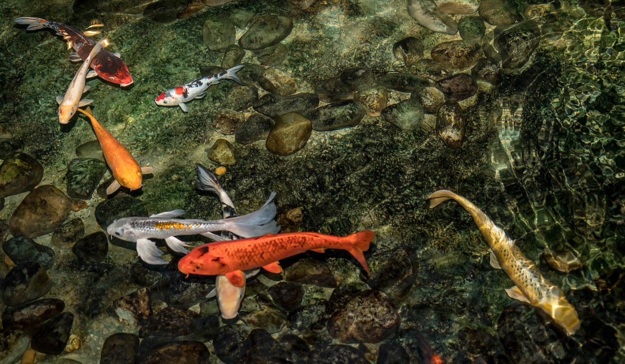 水族箱如何養(yǎng)錦鯉 魚缸/水族箱 第2張