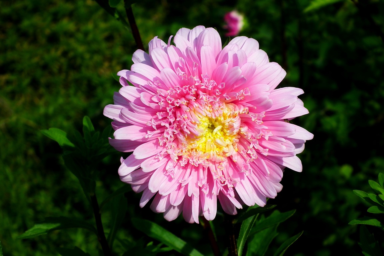 瀘縣福集鎮(zhèn)余氏花卉銷售中心（瀘縣福集鎮(zhèn)余氏花卉銷售中心電話） 全國(guó)水族館企業(yè)名錄 第1張