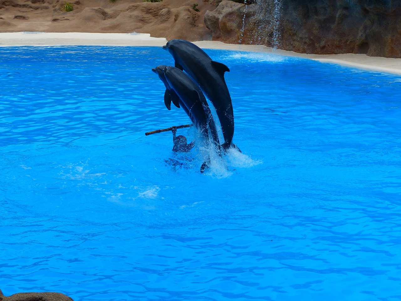 城陽區(qū)最受歡迎的水族館——城陽天天鑫水族館 全國水族館企業(yè)名錄 第1張