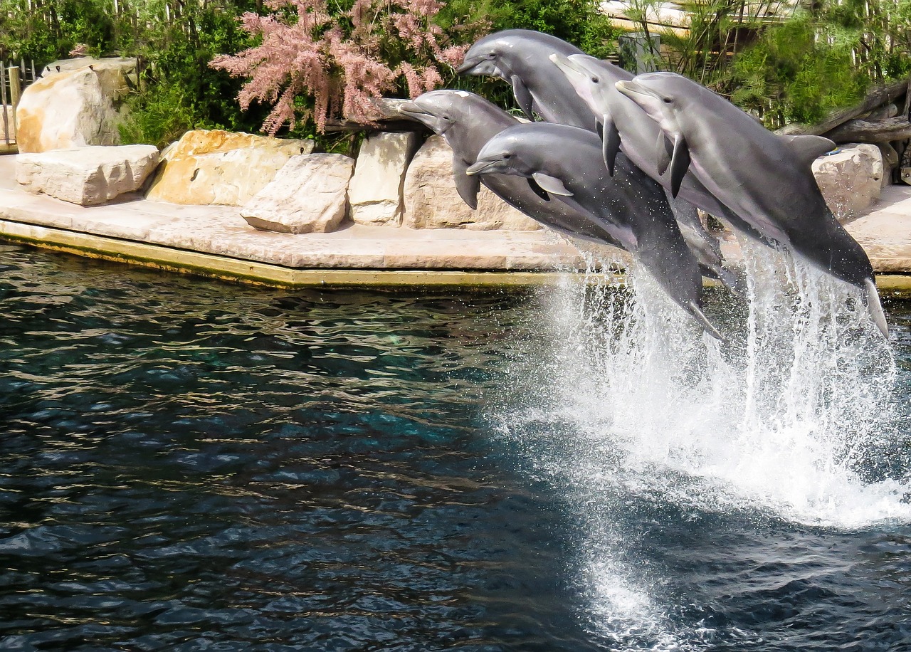 城陽區(qū)最受歡迎的水族館——城陽天天鑫水族館 全國水族館企業(yè)名錄 第2張