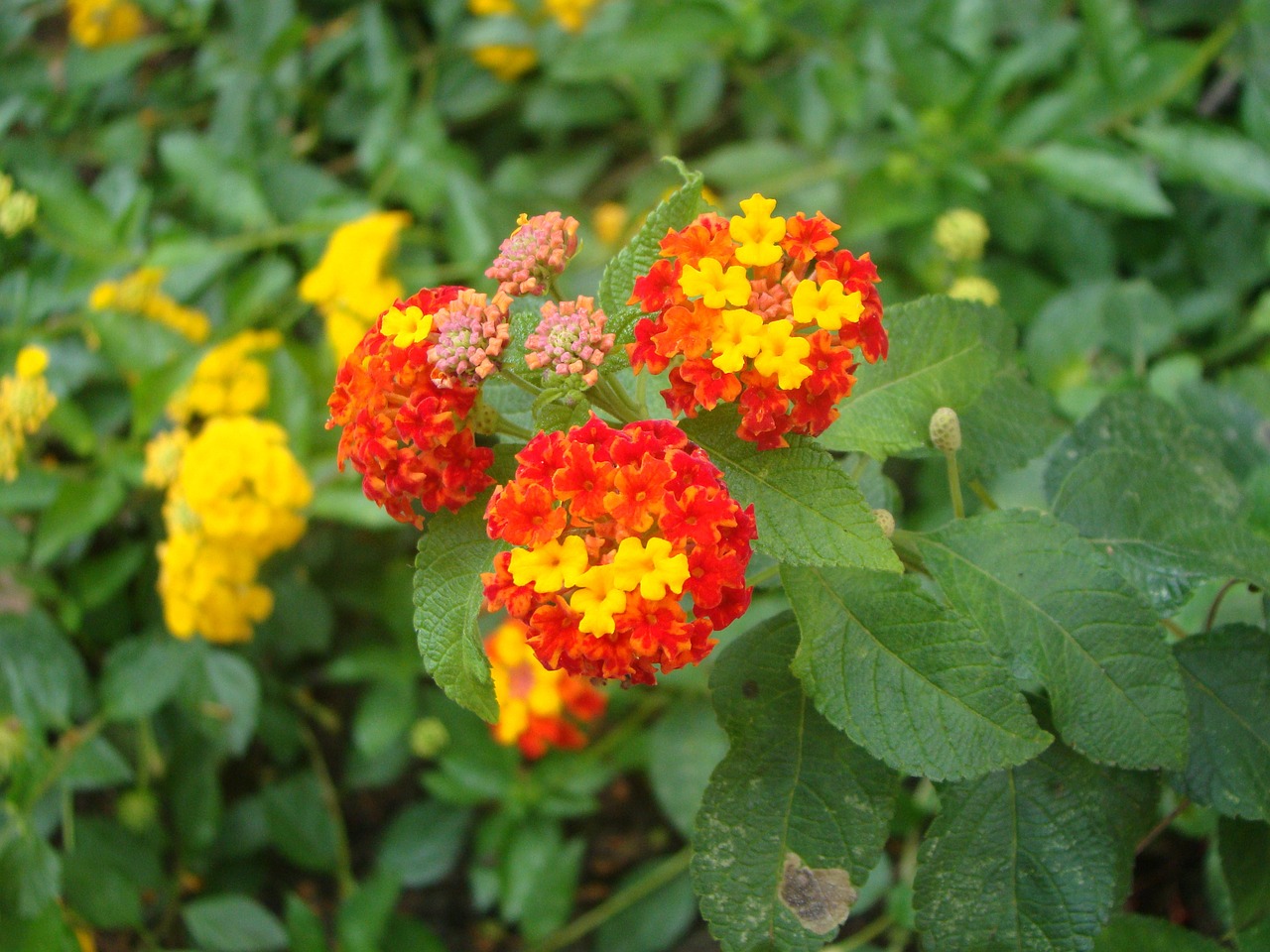 定興花花世界鮮花店 全國水族館企業(yè)名錄 第3張